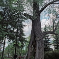A tree in botanical garden