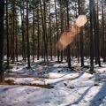 Lensflare in the Pirita forest