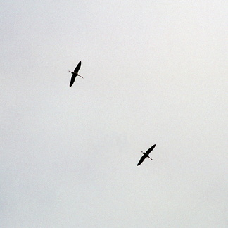 A pair of storks