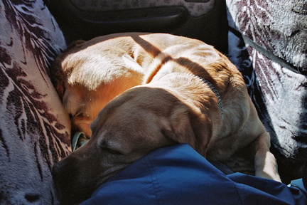 Sleeping on the backseat