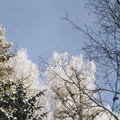 Snowhite trees were eye catching