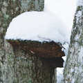 Mushroom on the tree