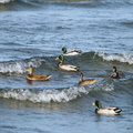 More ducks at Pirita