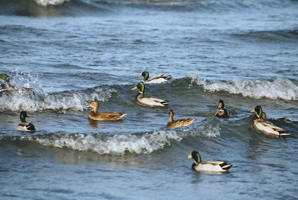 More ducks at Pirita