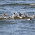 And even more ducks sailing