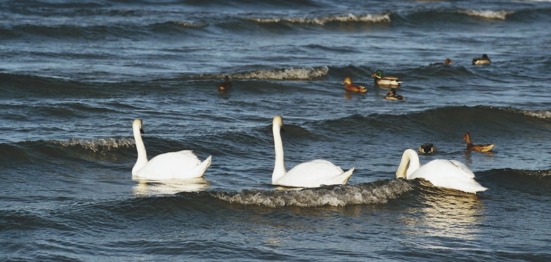 Three little swans went into water...
