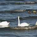 Three little swans went into water...
