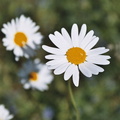 A Daisy Flower