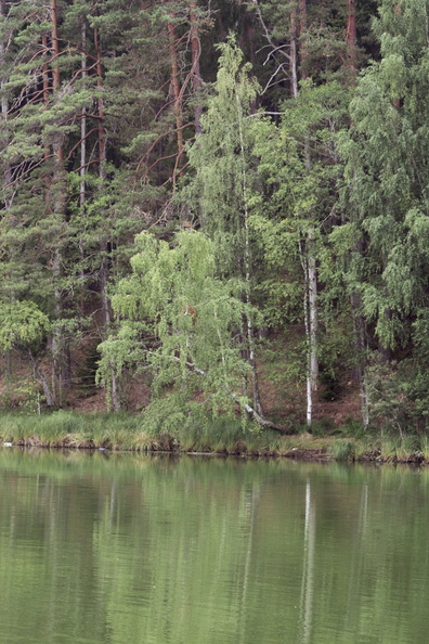 Birches at Viitna Large Lake