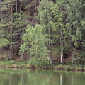 Birches at Viitna Large Lake