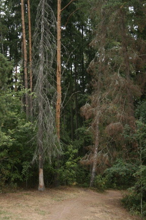 Pair of century old pines