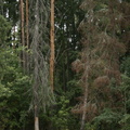 Pair of century old pines