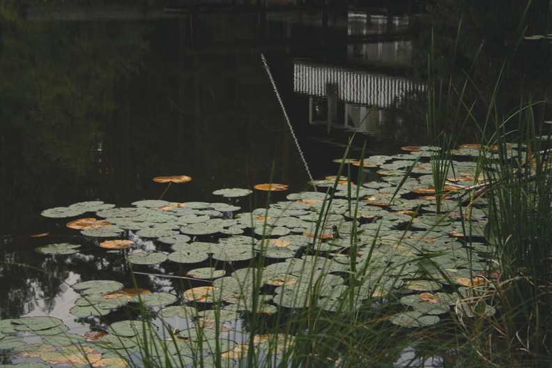 Waterlilies in front of the house