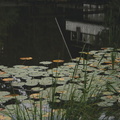 Waterlilies in front of the house