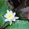 Blooming waterlily