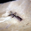 The caterpillar