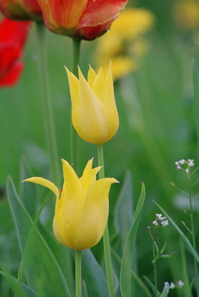 Two yellow tulips