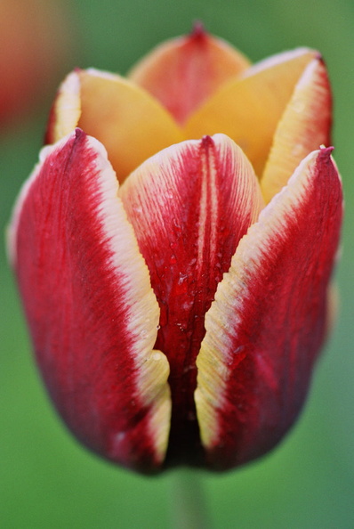 Violet tulip