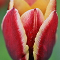 Violet tulip