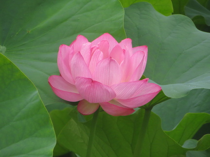 Lotus flower 1