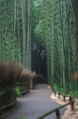 Arashiyama bamboo grove 1