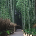 Arashiyama bamboo grove 1