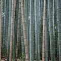 Arashiyama bamboo grove 4
