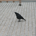 Ravens are the most common birds in Japan