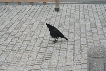 Ravens are the most common birds in Japan