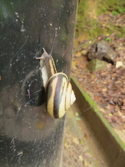 Striped snail in striped shell on Torii