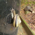 Striped snail in striped shell on Torii