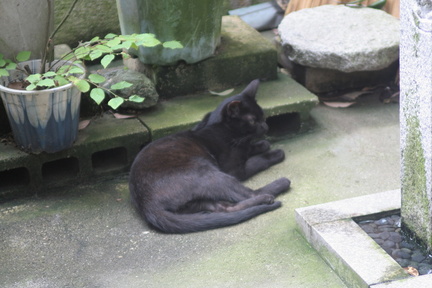 Cats are common in Japan
