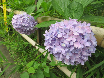 Hydrangea can be met all over Japan
