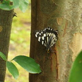 Butterfly having a lunch