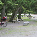 Egrets at Kyoto Imerators Palace park