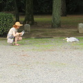 Nixx feeding egrets at Kyoto Imperators Palace park 2
