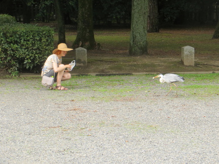 Nixx feeding egrets at Kyoto Imperators Palace park 2