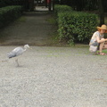 Nixx feeding egrets at Kyoto Imperators Palace park 3