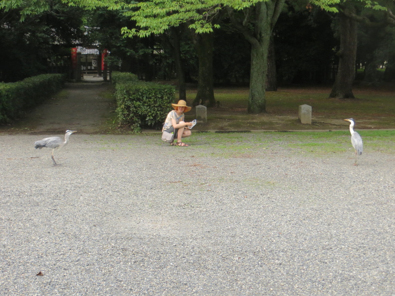 Nixx feeding egrets at Kyoto Imperators Palace park 4