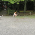 Nixx feeding egrets at Kyoto Imperators Palace park 4