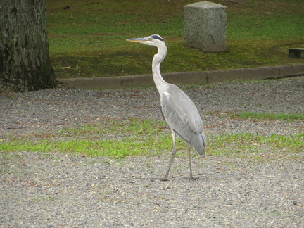 Egrets at Kyoto Imerators Palace park 2