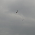 Kites over Kamogawa 1