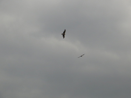 Kites over Kamogawa 1