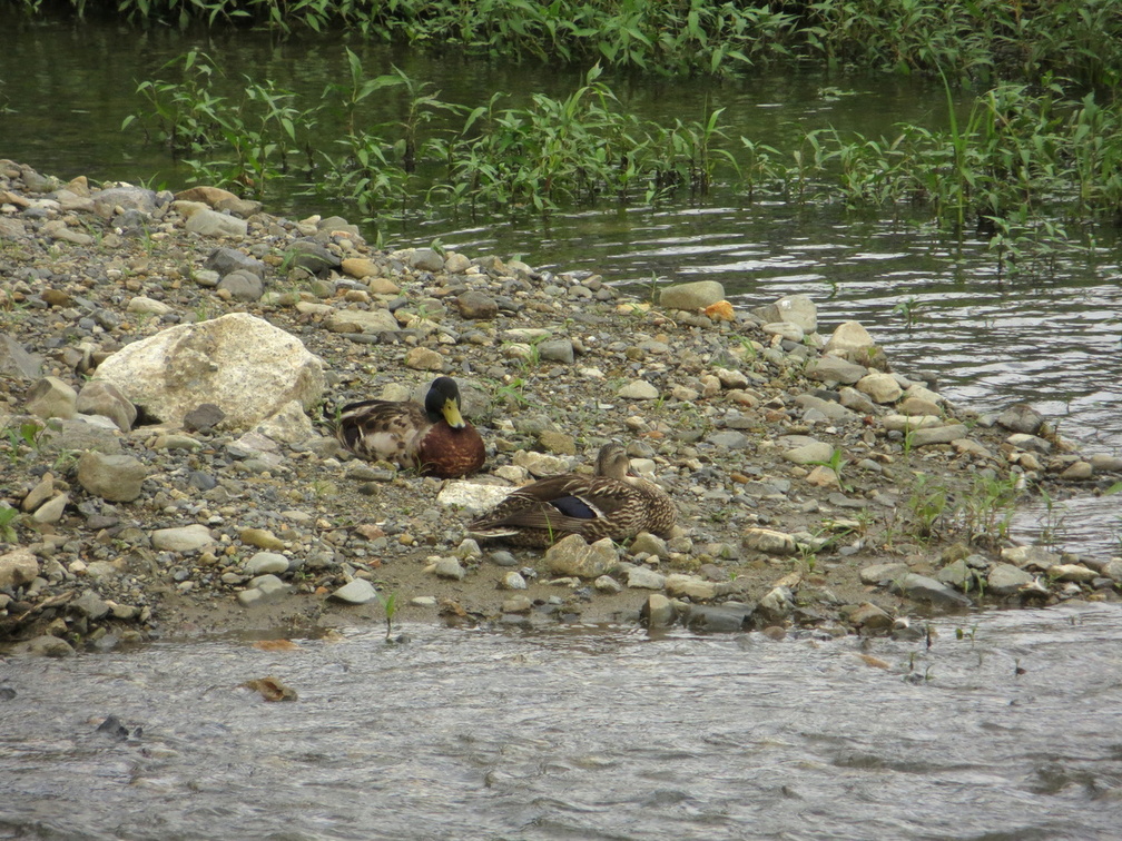 Ducks at Kamogawa