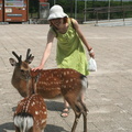 Nixx and deers at Miyajima 1