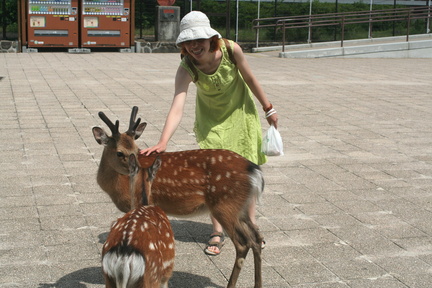 Nixx and deers at Miyajima 1