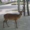 Miyajima deers 1