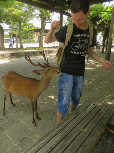 Miyajima deers chewing my t-shirt