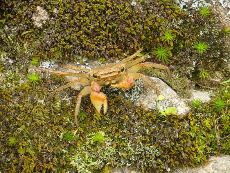 Miyajima crabs