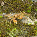 Miyajima crabs